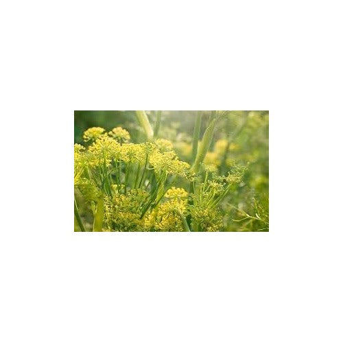 Mammoth Long Island Dill Seeds for Planting [neera-v5-ec5a8d46b13978c3ca19]