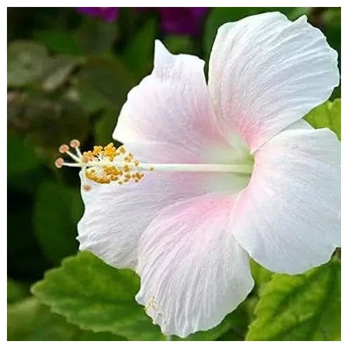 White Hibiscus Flower Easy Grow Plant Flower Seeds for Home Garden Planting, Premium Organic [neera-v5-ec5d2c7f58ff2ecc8fac]