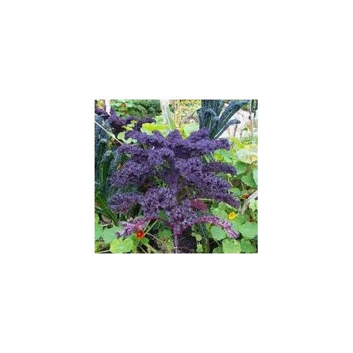 Kale Seeds for Planting Violet [neera-v5-ec60137fb7f4086dae14]