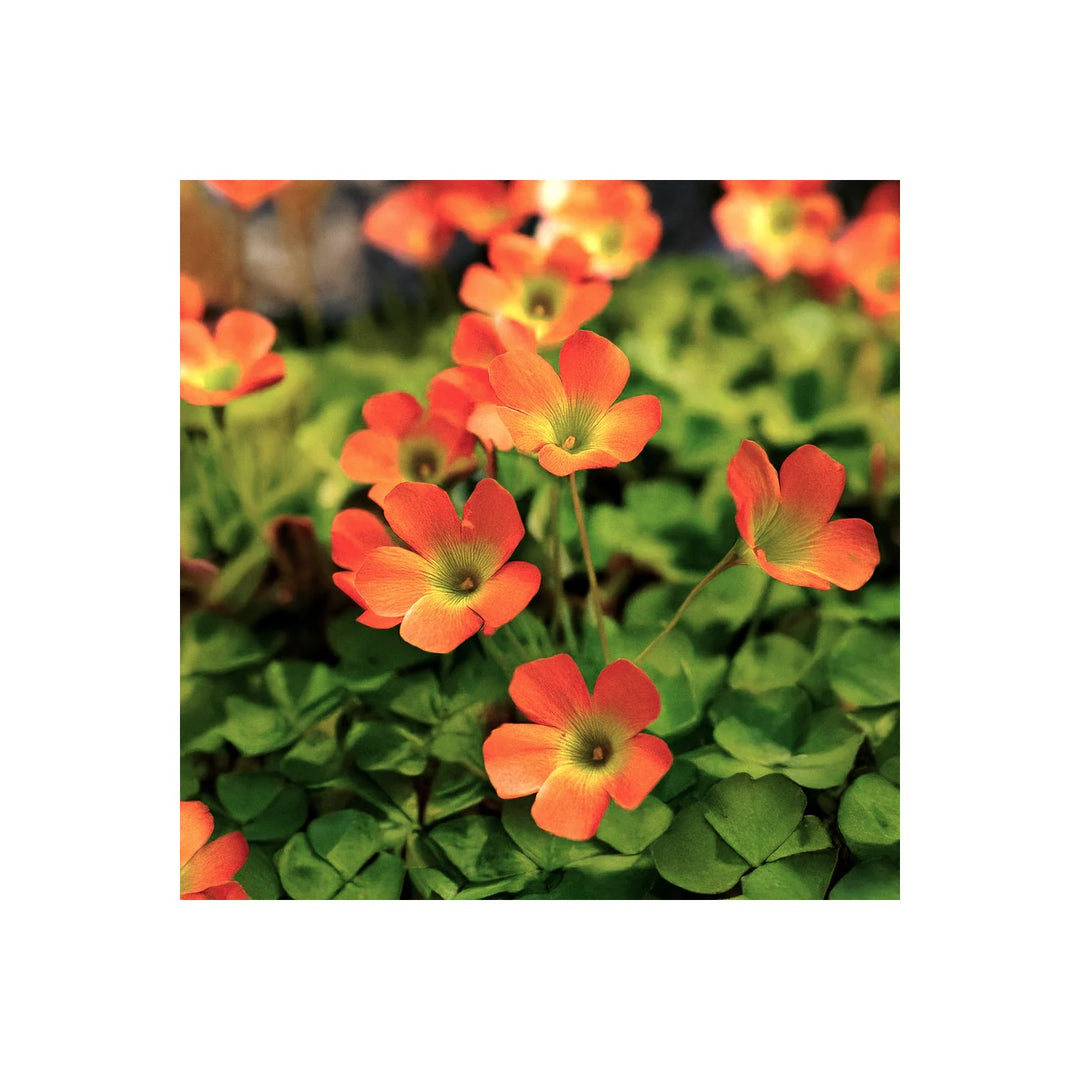 Red Purple Pteris Flower For Planting Organic Heirloom Non Gmo Fern Flower Seeds for Home Garden [neera-v5-ec625efde2dd3b6841c4]