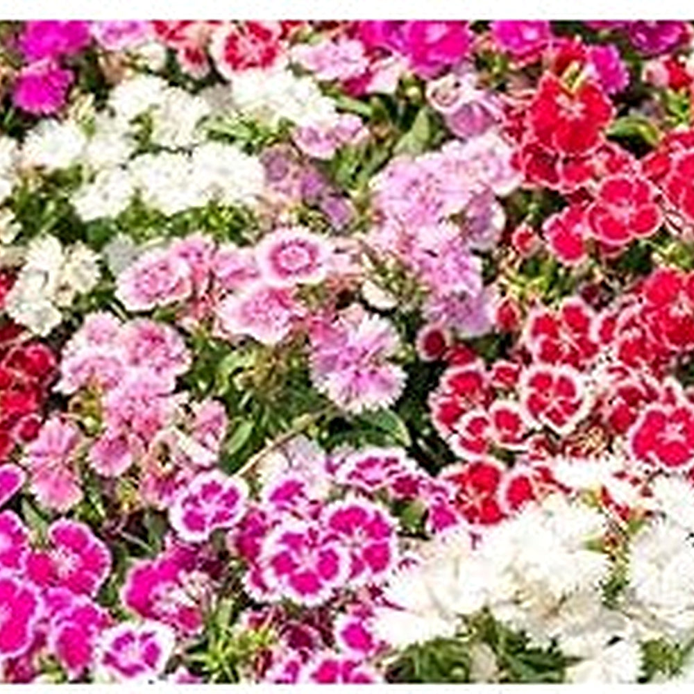 Heirloom Dianthus Flower Seeds for Planting 100 pcs [neera-v5-ec72368e65ef563bb534]