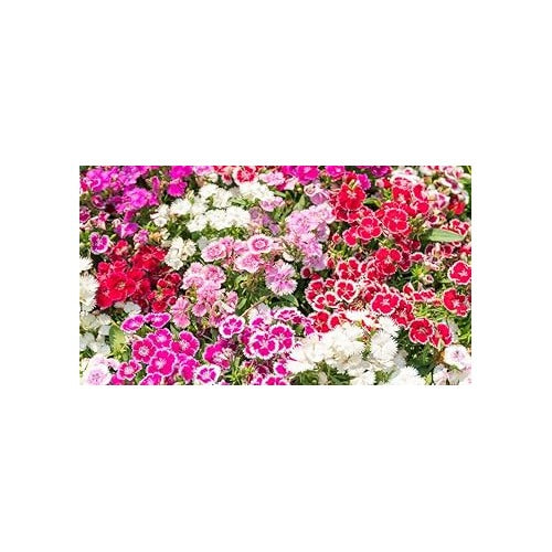 Heirloom Dianthus Flower Seeds for Planting 100 pcs [neera-v5-ec72368e65ef563bb534]