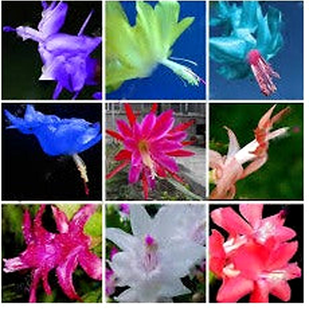 Mixed Zygocactus Truncatus Flower Seeds for Planting [neera-v5-ec8899b8c199e393ae1a]