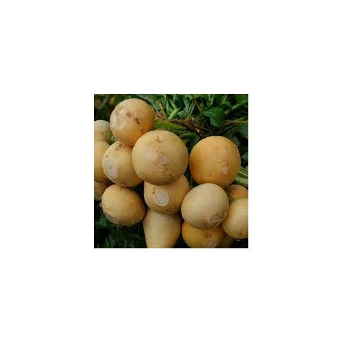 Golden Ball Turnip Vegetable Seeds for Planting [neera-v5-ec8ba924bce5a64f3aac]