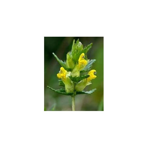 Yellow Rattle Flower Seeds for Planting [neera-v5-ec9928bb752299c6b294]
