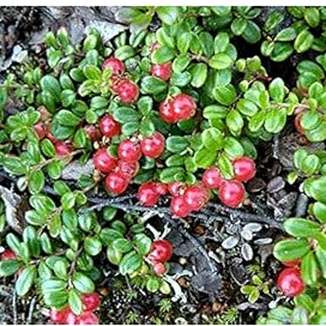 Partridge Berry Plant Seeds for Planting [neera-v5-ec9d2769f5ae7c97eff4]