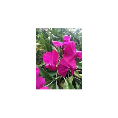Heirloom Everlasting Pea Flower Non Gmo Climbing Blooms For Planting Flower Seeds for Home Garden [neera-v5-eca790261b5b476e64e7]
