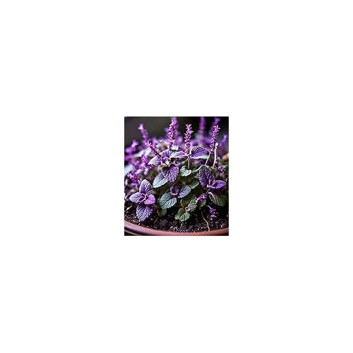Lavender Catnip Plant Seeds for Planting [neera-v5-ecac0b7d86d7363213fa]
