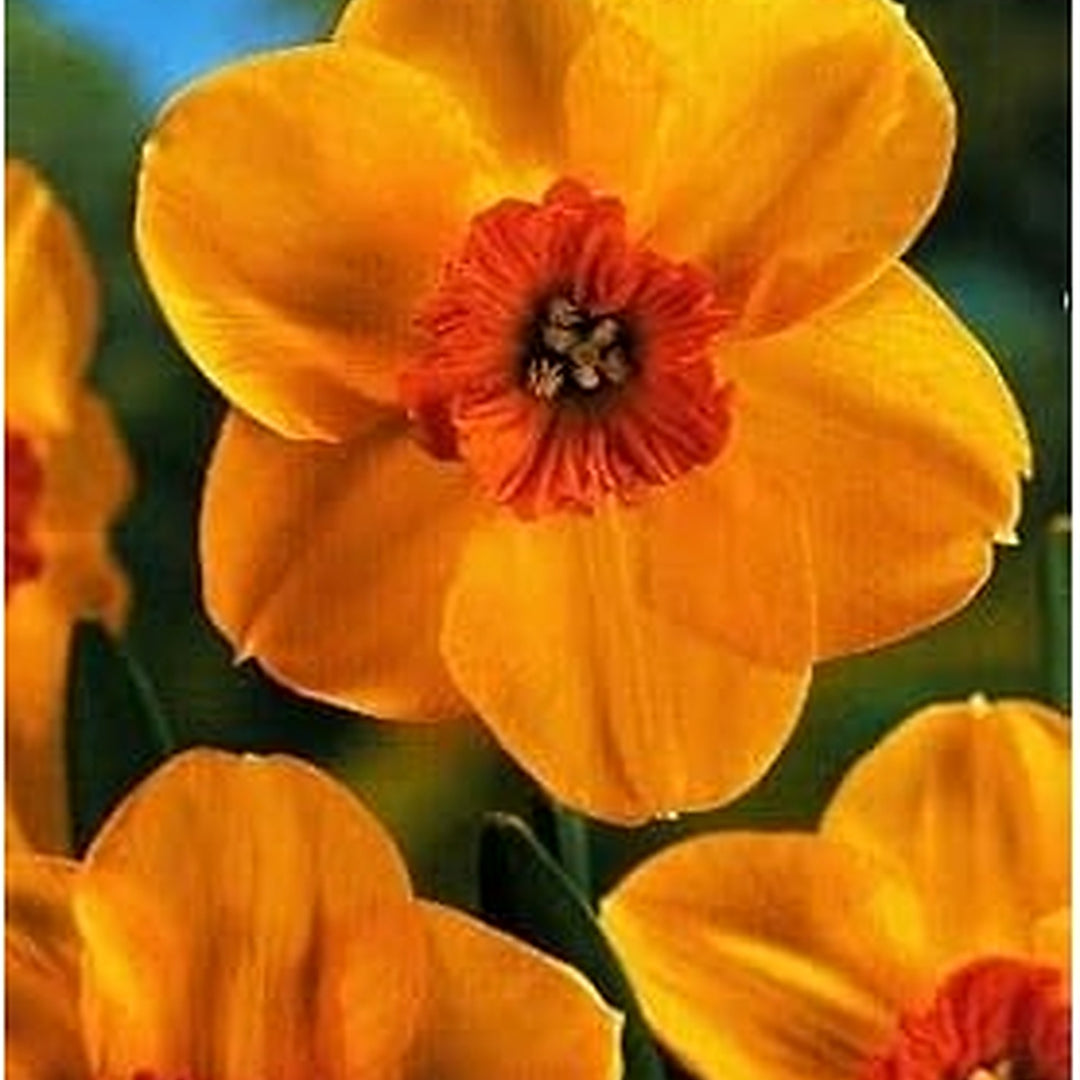Orange Daffodil Flower Seeds for Planting [neera-v5-ecaedcbcf751601f59b3]