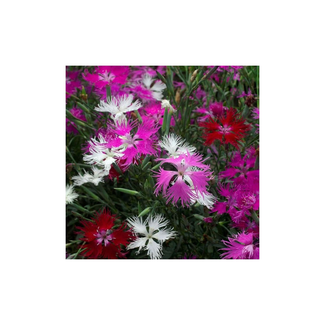 Pink Dianthus Superbus Fringed Flower For Vertical Gardens Home Planting Flower Seeds for Home [neera-v5-ecb3d08eaefd13405071]