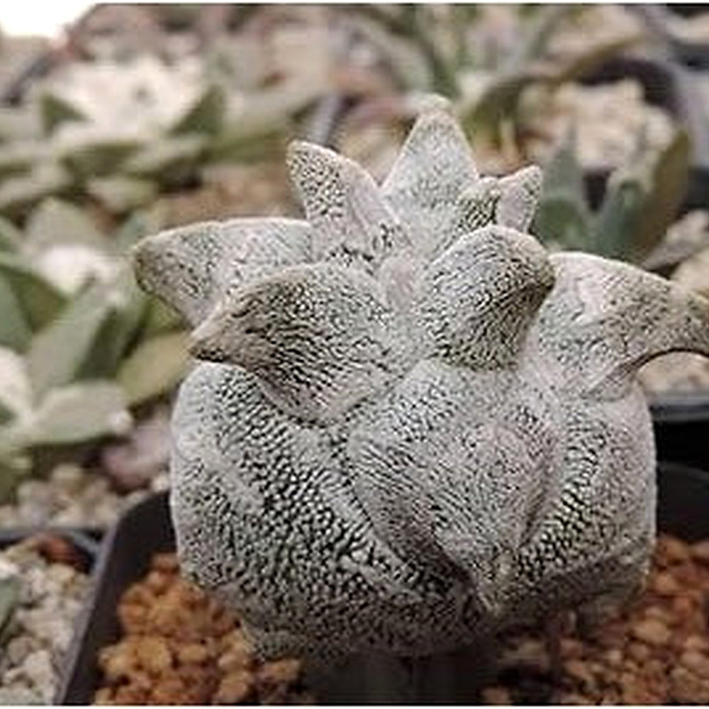Grey Succulent Flower Seeds for Planting [neera-v5-ecb6bc876f6ed30f486c]
