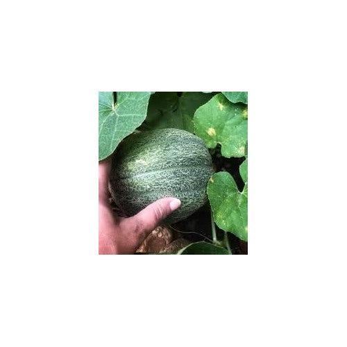 Heirloom Melon Fruit Seeds [neera-v5-ecb80be4d101a3c90315]