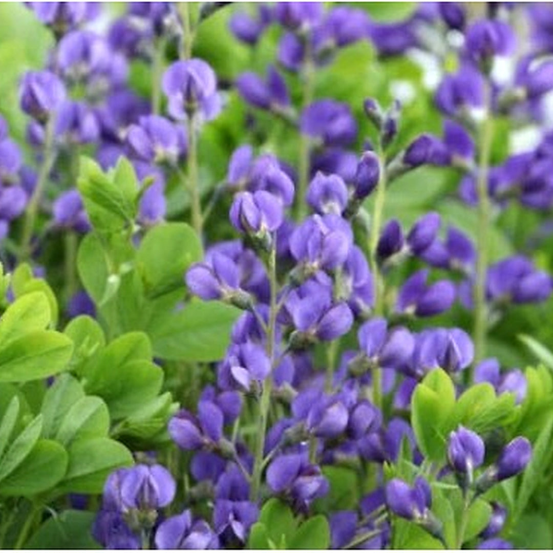 Blue Baptisia Wild Indigo Flowers Butterfly Host Plant Perennial Nongmo Heirloom Non Gmo Flower [neera-v5-ecbb1dcffdfe2a55ee06]