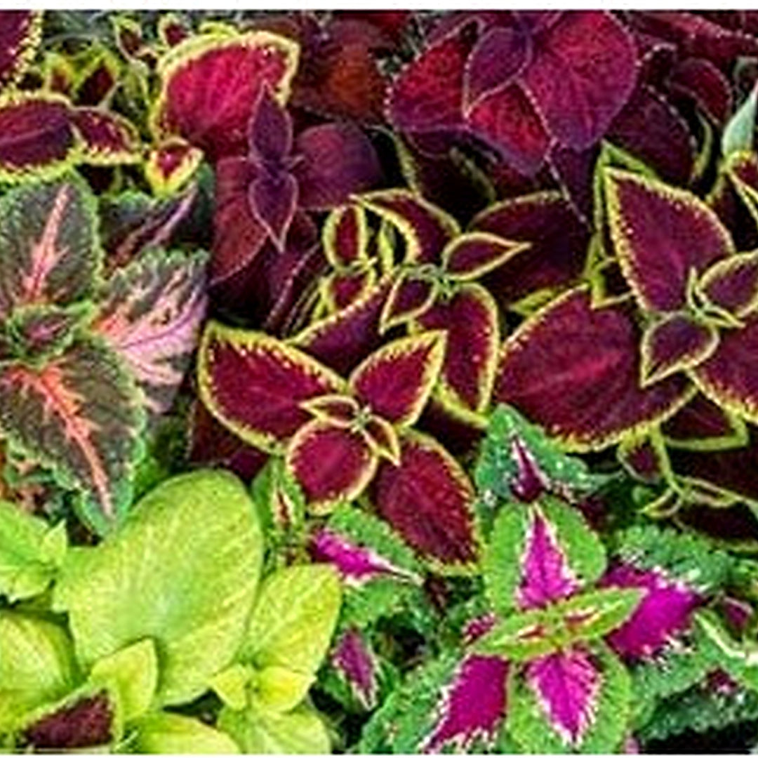 Coleus Multi-Colored Plant Seeds [neera-v5-ecc1754902ff99b533d0]