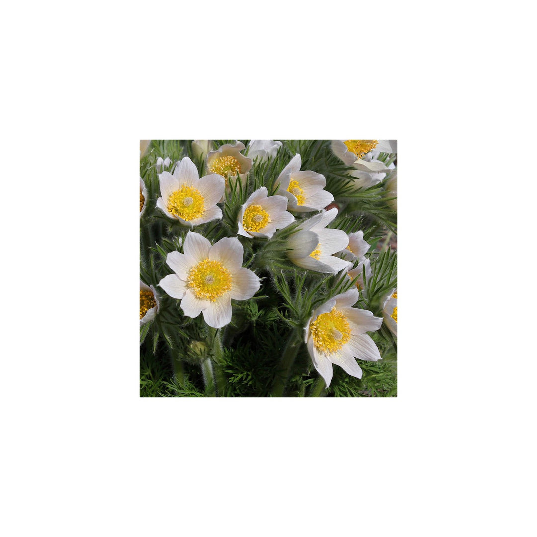 White Pasque Flower Heirloom Non Gmo Perennial For Vibrant Garden Displays Flower Seeds for Home [neera-v5-ecc6a8bef046ca769c69]