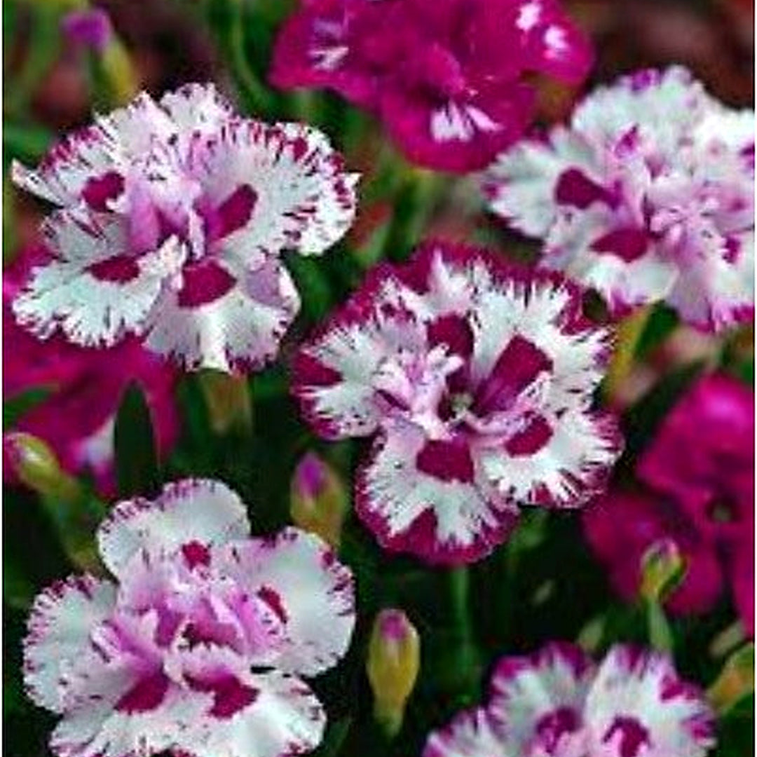 White Heirloom Non Gmo Maroon Dianthus Flower Colorful Garden Planting Flower Seeds Home [neera-v5-eccd37402317c89e7c14]