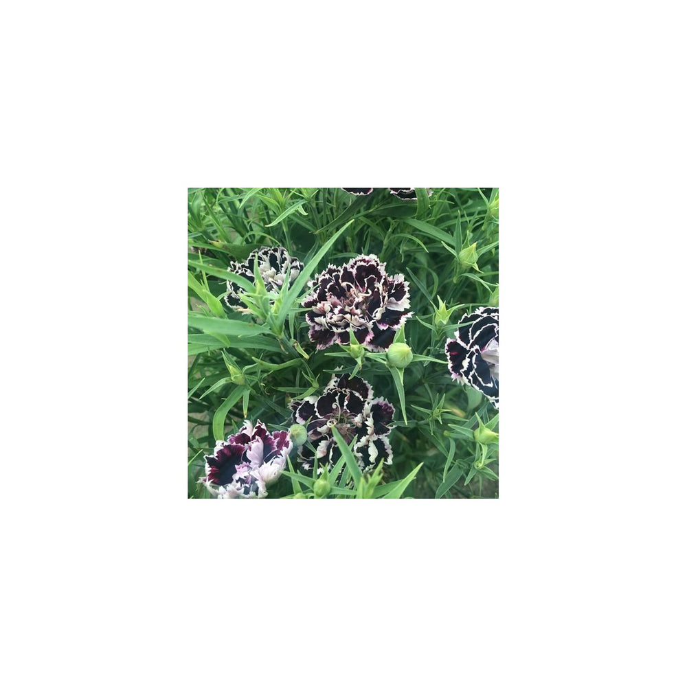 Black White Organic Heirloom Non Gmo Dianthus For Planting Bicolor Garden Blooms Flower Seeds for [neera-v5-ecd0da67b3e50bf3a226]