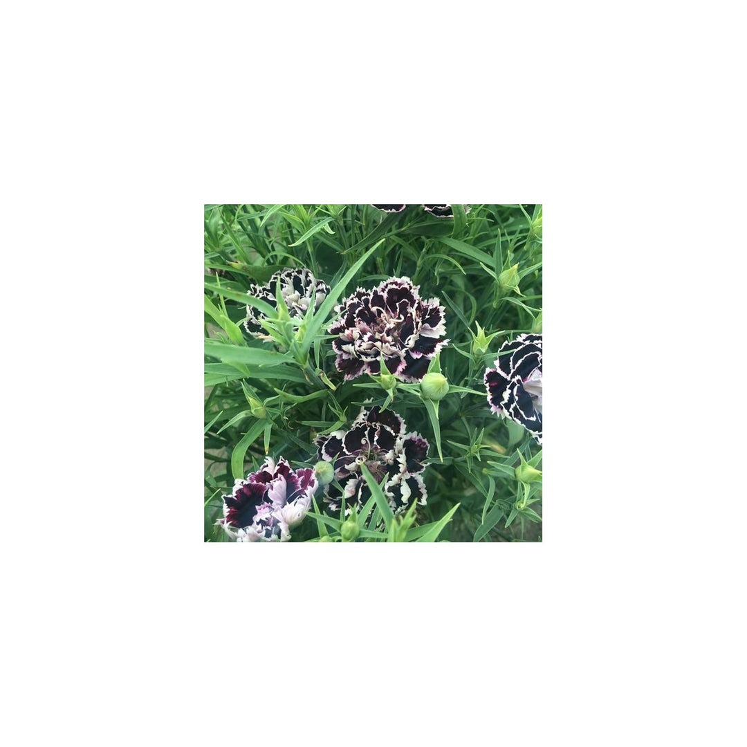 Black White Organic Heirloom Non Gmo Dianthus For Planting Bicolor Garden Blooms Flower Seeds for [neera-v5-ecd0da67b3e50bf3a226]
