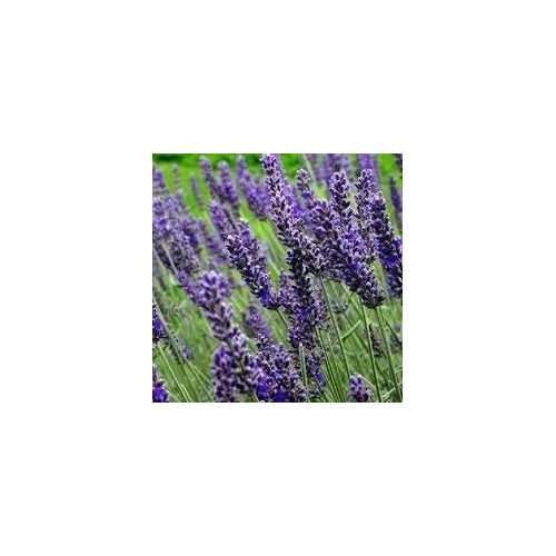 Lavender Munstead Flower For Planting Non Gmo Flower Seeds for Home Garden Planting, Vibrant [neera-v5-ecd725ab039af8b3c26d]