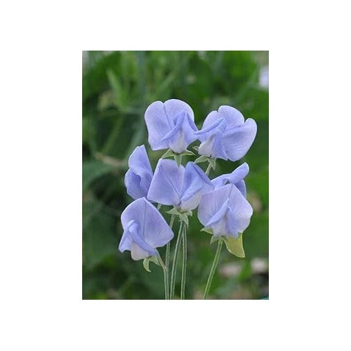 Heirloom Non-GMO Lavender Sweet Pea Flower Seeds for Garden Planting [neera-v5-ece6c628feea0a10b1d4]