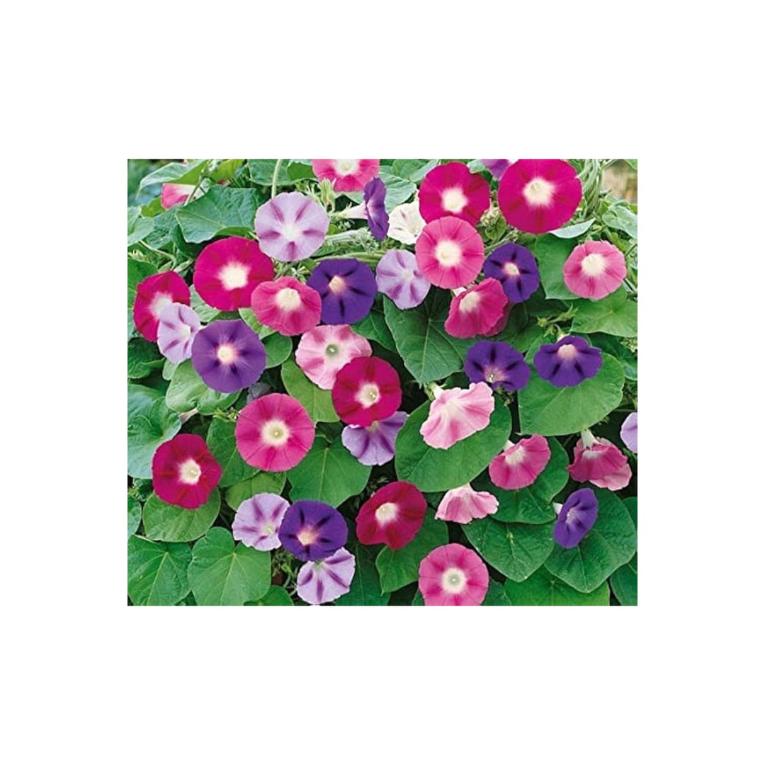 Morning Glory Ipomoea Purpurea Flower For Planting In Vertical Garden Fences Flower Seeds for [neera-v5-eceda0b75713d7ecd35a]