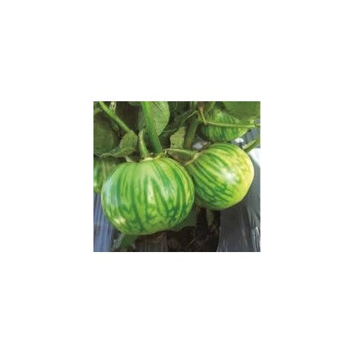 Eggplant Vegetable Seeds for Planting | Heirloom, Non-GMO, High Germination Organic Garden Seeds [neera-v5-ecf9b21b657743b4b1db]