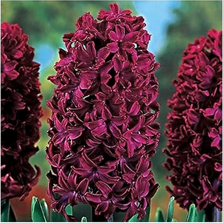 Hyacinth Flower Seeds Burgundy for Planting [neera-v5-ed0958e657807492e264]
