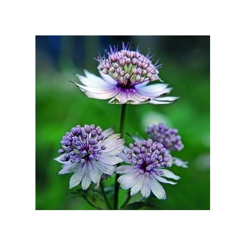 Blue Masterwort Flower Seeds for Planting | Heirloom Non-GMO High Germination Organic Garden Seeds [neera-v5-ed0ac3873440c0d681f9]
