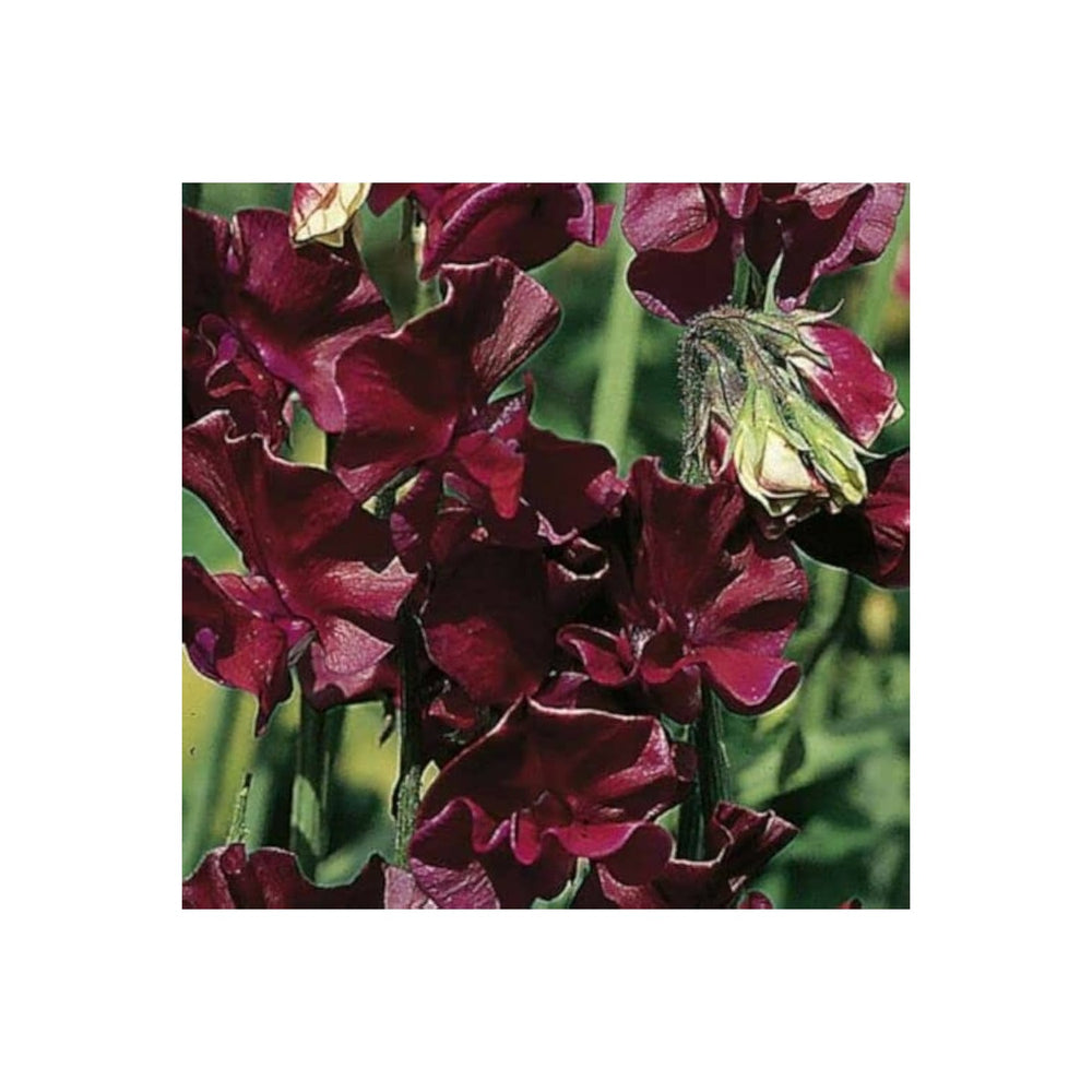 Sweet Pea Lathyrus Odoratus Winter Elegance Burgundy Flower For Planting Ideal For Trellises [neera-v5-ed0ed9d39f3cde6cb807]