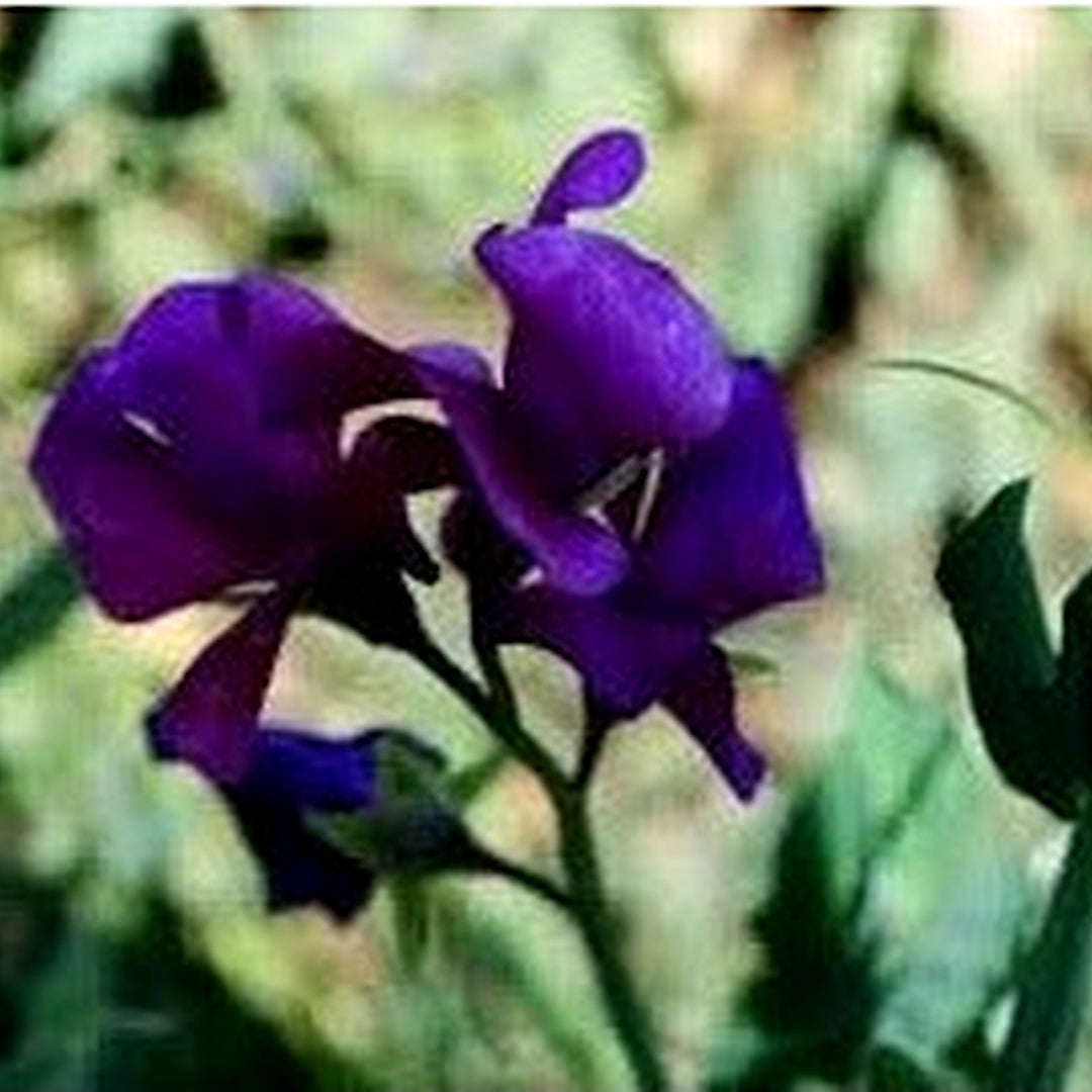 Violet Mini Violet Flower Seeds for Planting [neera-v5-ed133ee98736dcba565b]