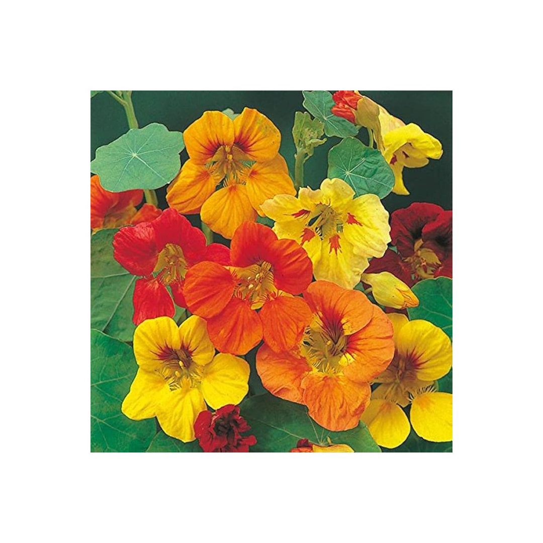 Nasturtium Tropaeolum Majus Bonsai Flower For Indoor Pots Decorative Planting Flower Seeds for [neera-v5-ed1472b98d1794ec6045]