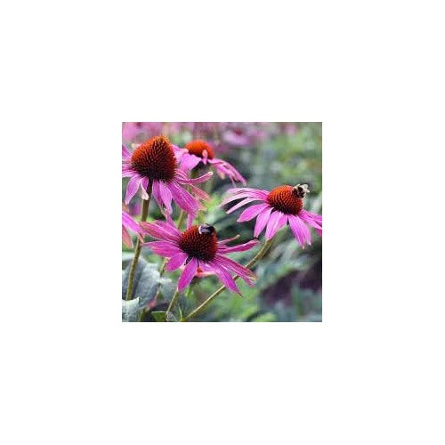 Pink Heirloom Non Gmo Echinacea Coneflower For Planting Medicinal And Ornamental Garden Flowers [neera-v5-ed15afb2e10c4418ada5]