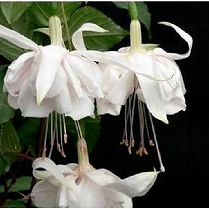 White Fuchsia Hybrida Flower Seeds [neera-v5-ed1d04be6191d0242d2e]