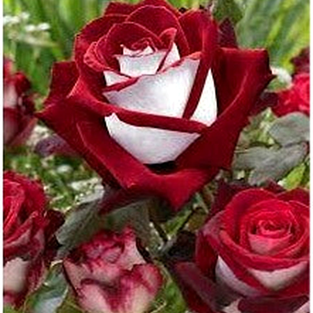 Rare Deep Red and White Osiria Ruby Rose Flower Seeds Non-GMO Heirloom Garden Seeds for Planting [neera-v5-ed2f4463c05b3da8875b]