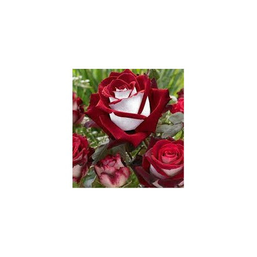 Rare Deep Red and White Osiria Ruby Rose Flower Seeds Non-GMO Heirloom Garden Seeds for Planting [neera-v5-ed2f4463c05b3da8875b]