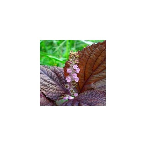 Wild Basil Beefsteak (Perilla) Seeds for Planting [neera-v5-ed317e82f215f0b043ba]