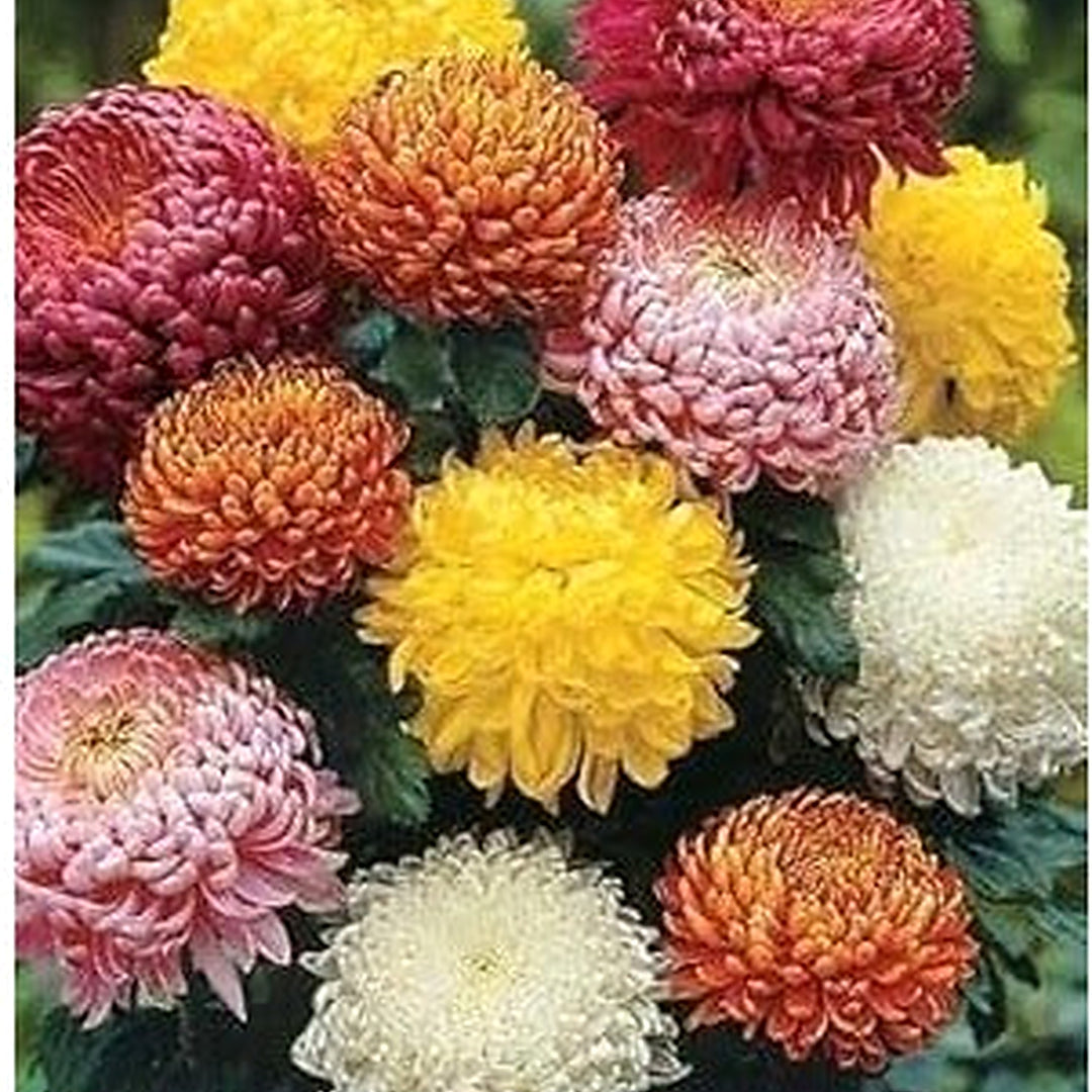 Chrysanthemum Flower Seeds for Garden Planting [neera-v5-ed33f2faf4073c4e1fd5]