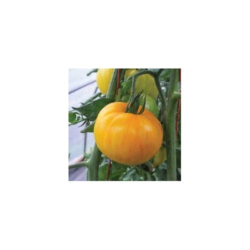 Yellow Pork Chop Tomato Seeds for Planting [neera-v5-ed3db8d288d0b3b7b909]