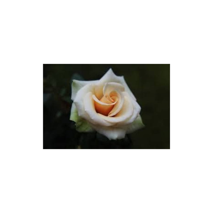 Cream Dragon Rose Plant Seeds for Planting Non-GMO Heirloom Garden Seeds for Your Garden [neera-v5-ed41861c2750e5d89197]