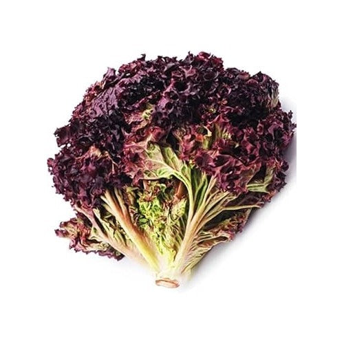 Black Red Lettuce Seeds for Planting | Heirloom, Non-GMO, High Germination, Organic Garden Seeds [neera-v5-ed4488faaff848d3fc59]
