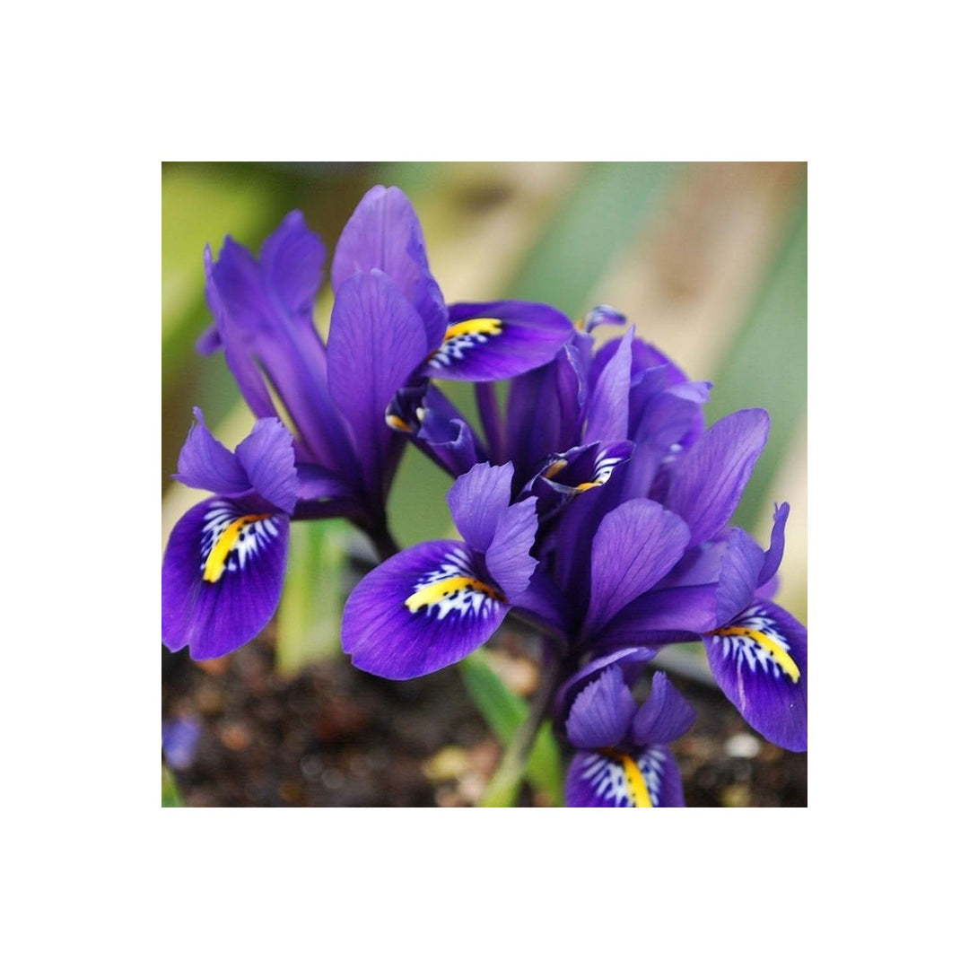 Iris Iris Germanica Flower For Backyard Gardening Flower Seeds for Home Garden Planting, Premium [neera-v5-ed4e89df2d7288bf2148]
