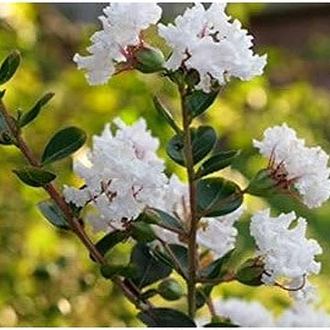 White Crepe Myrtle Flower Seeds for Planting [neera-v5-ed4f5d60e2e7d0fc567a]