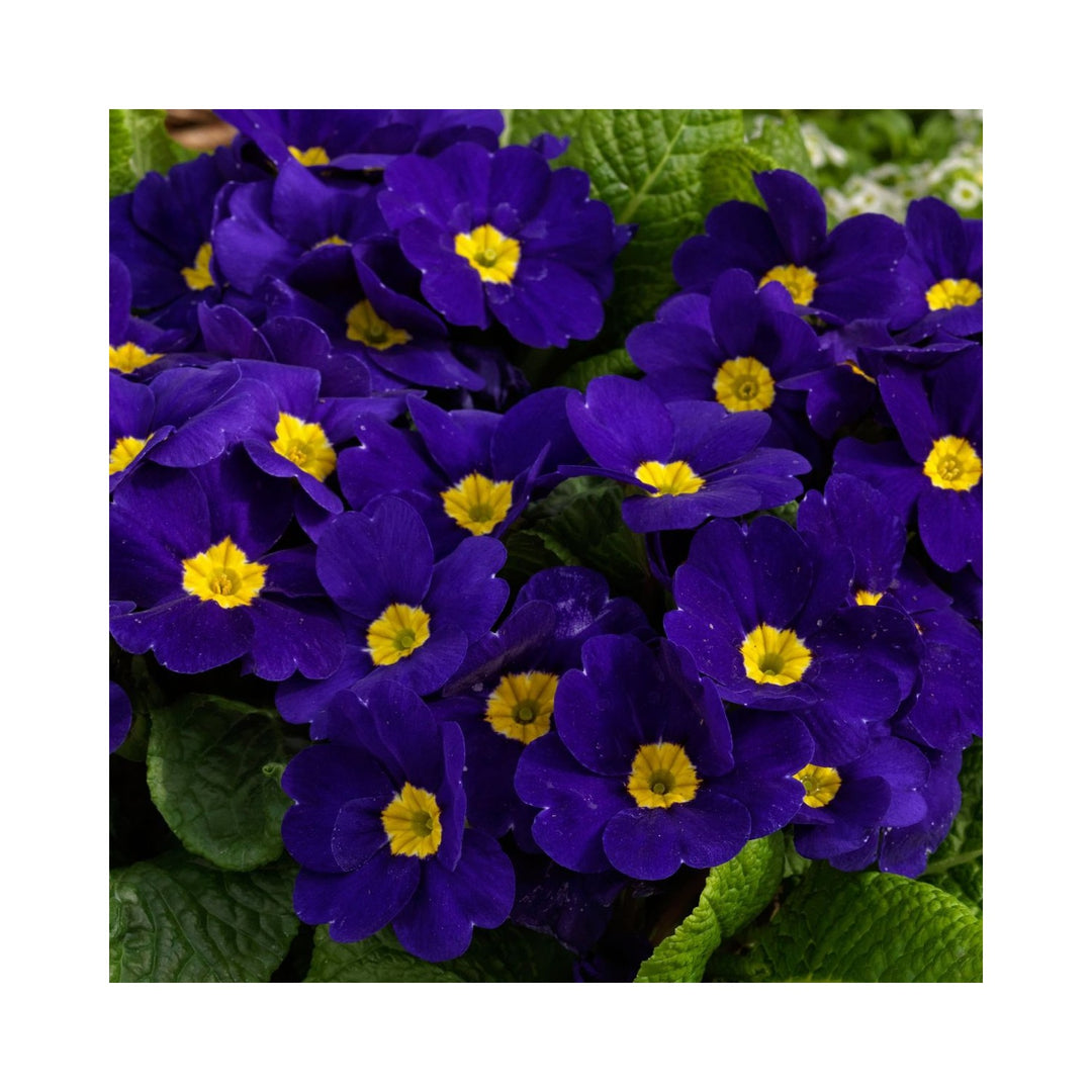 Blue Heirloom Non Gmo Cobalt Primrose Flower Vibrant Colorful Blooms Garden Planting Flower [neera-v5-ed54dcd32e139dc032ae]