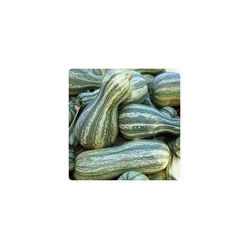 Green Cushaw Seeds for Planting [neera-v5-ed5d4c308e250ccdea51]