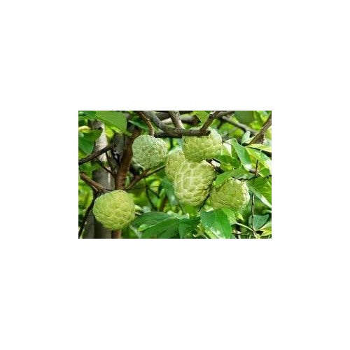 Exotic Annona Squamosa (Sugar Apple) Seeds [neera-v5-ed5e3ae6074ccfa82bd2]