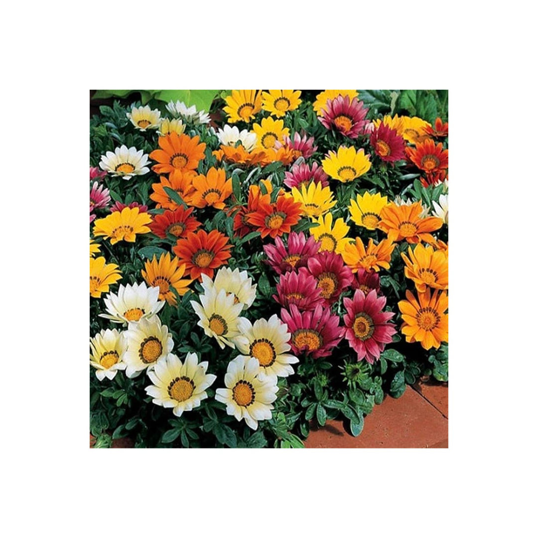 Gazania Gazania Rigens Flower For Planting In Backyard Garden Flower Seeds for Home Garden [neera-v5-ed6630a145305d940c3a]