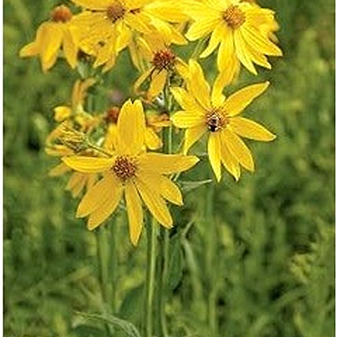 Verbesina Occidentalis Flower Heirloom Non Gmo For Wildflower And Pollinator Garden Planting Flower [neera-v5-ed6689a9fd11fc477a77]