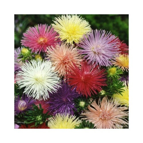 Nova Mix Aster Planting Flower Planting Store Heirloom Non Gmo Flower Seeds Home Garden [neera-v5-ed68d1d8a2737904c913]