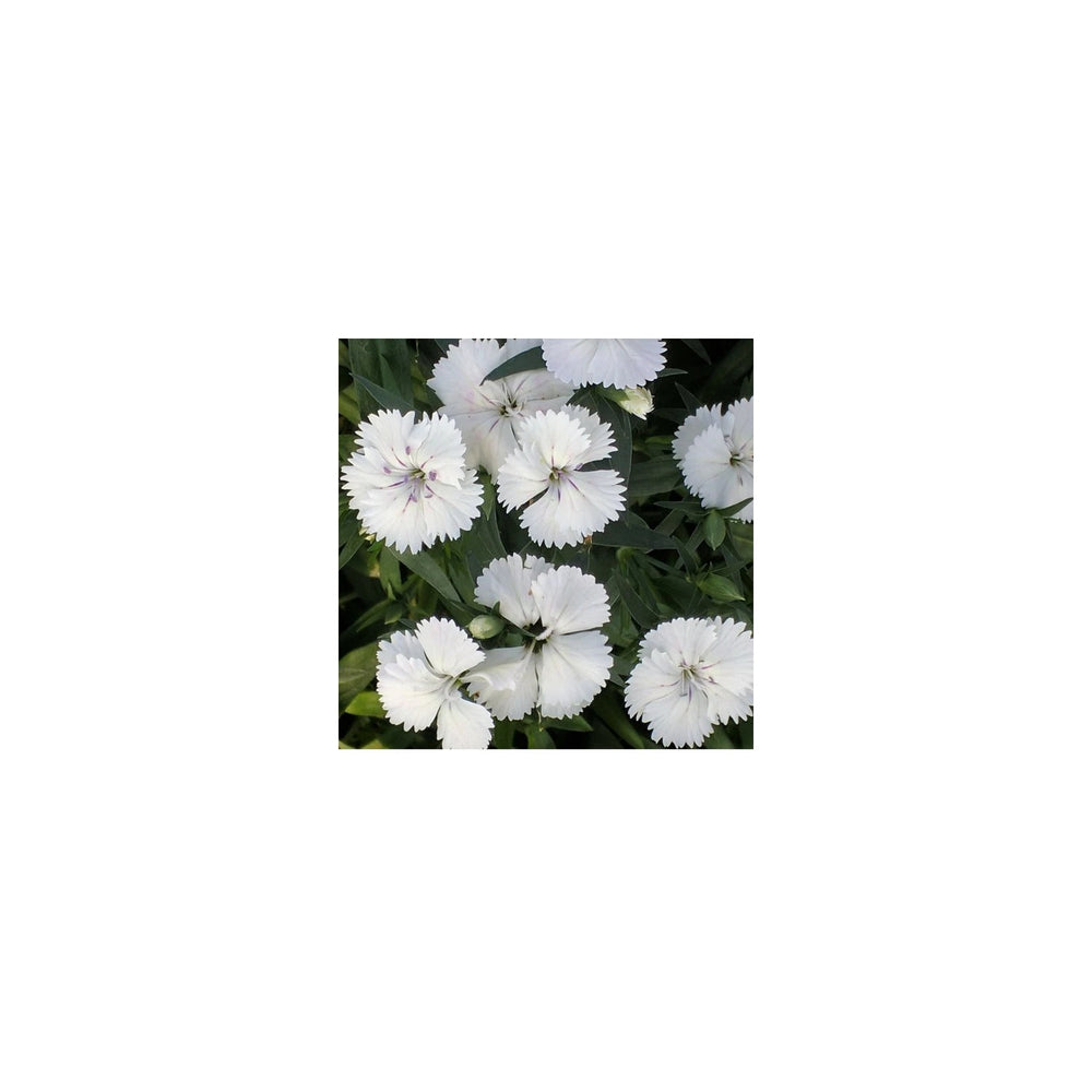 White Dianthus Flower For Planting Flower Seeds for Home Garden Planting, Premium Organic Blooming [neera-v5-ed68e6319c48074e865c]