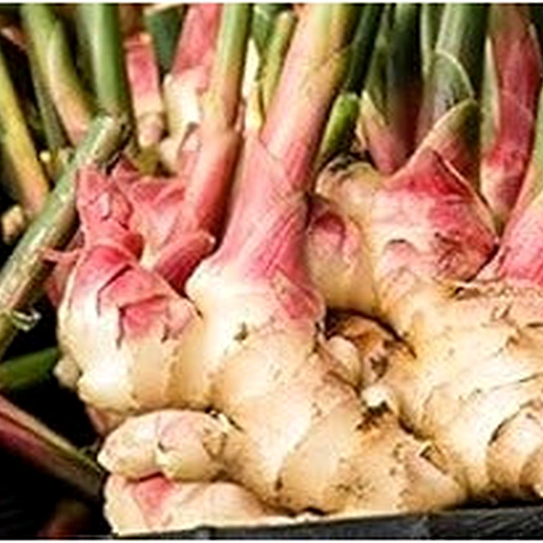 Perennial Ginger Seeds for Planting, Green and White [neera-v5-ed93d587ff51d6ebfb24]